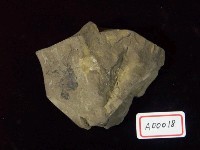 樹葉化石藏品圖，第2張